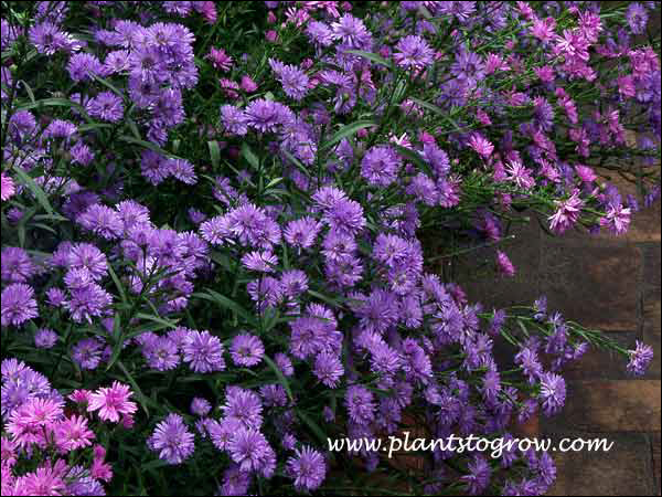 Aster "Mikla"